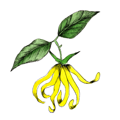 uruotte イランイラン