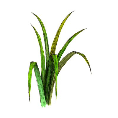 uruotte パルマローザ